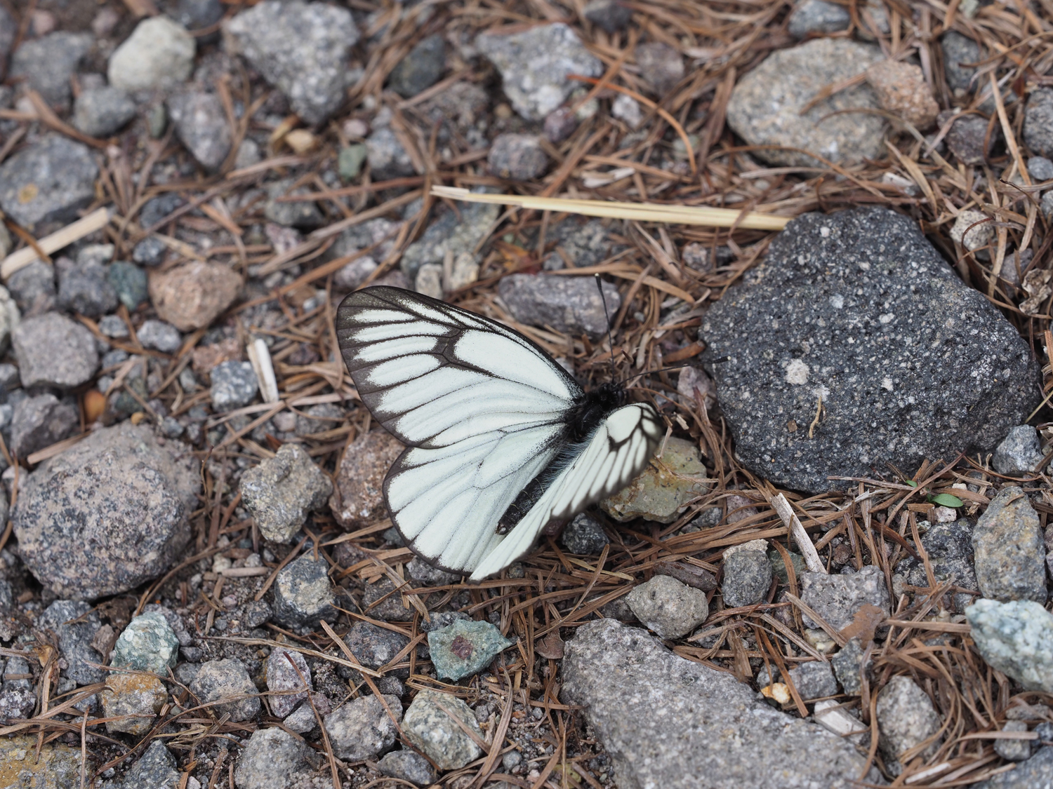 ミヤマシロチョウ(12)